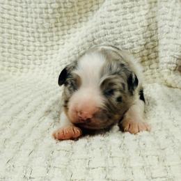 Hot Sauce (red collar) - Blue merle male Australian Shepherd puppy in Ashland, Ohio from SS Australian Shepherds