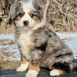 Christmas Henry - Blue merle male Bernedoodle puppy in Sioux Falls, South Dakota from WhiskeyCreek Doodles