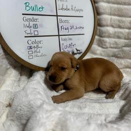 Bullet- black collar - Yellow male Labrador Retriever puppy in Troy, South Carolina from Wicked Flyer Retrievers