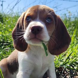 Beagles from Country Home Pets and Farm