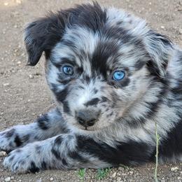 Yang - Blue merle male Australian Shepherd puppy in Rush, Colorado from Within The Nile Aussies LLC