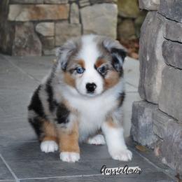 Miniature Australian Shepherd Puppies from Aussie Amor