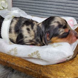 Dachshund Puppies from Heart 2 Heart Puppies
