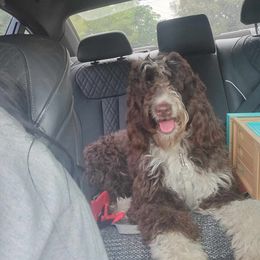 Millie - Bernedoodle