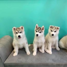 Siberian Husky Puppies from Pride Rock Siberians