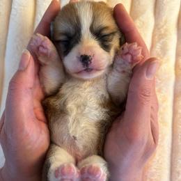 Female 1 (full white collar) - Sable female Pembroke Welsh Corgi puppy in Mcarthur, Ohio from Bentley Corgis LLC