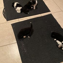 Akita Puppies from Gloe Akita's