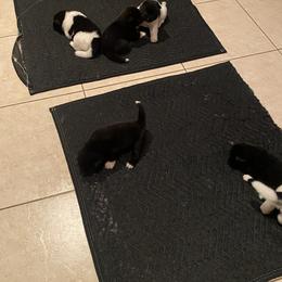 Akita Puppies from Gloe Akita's