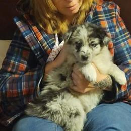 Australian Shepherd Puppies from Furtabulous Paws Australian Shepherds