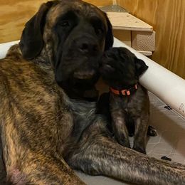 Mastiffs from Faith Mastiffs