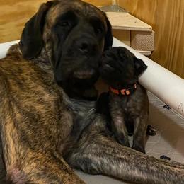 Mastiffs from Faith Mastiffs