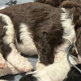 Goldendoodles and Poodles from Stelladoodles & Company