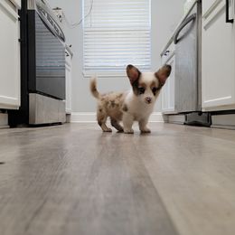 American Corgi and Pembroke Welsh Corgi Puppies from Koko's Kennels
