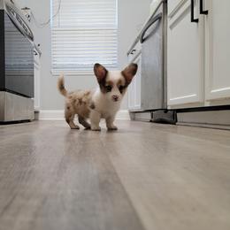 American Corgi and Pembroke Welsh Corgi Puppies from Koko's Kennels
