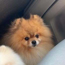 Moby - Red male Pomeranian puppy in Paducah, Kentucky from Perennial Poms Pomeranian Breeder