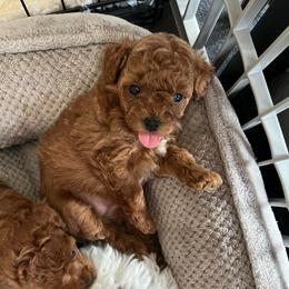 Girl 1 - Red  female Poodle puppy in Sharon, Connecticut from LittleBear Poodles