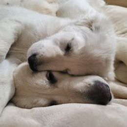 Golden Retriever Puppies from Smokey Mountain English Goldens