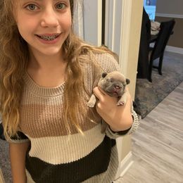 French Bulldog Puppies from NC French Kiss-A-Bulls