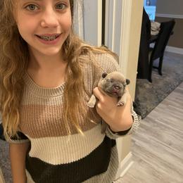 French Bulldog Puppies from NC French Kiss-A-Bulls