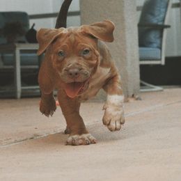 Boy 2 - American Bully puppy in Florida from Asquare Bully Kennel