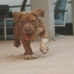 Boy 2 - American Bully puppy in Florida from Asquare Bully Kennel