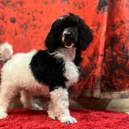 Bruno - Parti male Poodle puppy in Wolf Creek, Oregon from Dejah Bleu Kennels