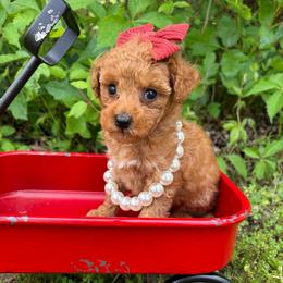 Red collar - Red  female Goldendoodle puppy in Calico Rock, Arkansas from Cottrell’s Poodles & Doodles