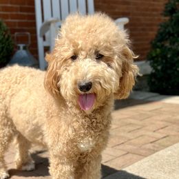 Boxers, French Bulldogs, and Goldendoodles from Rock Run Farm
