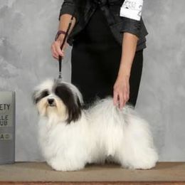 Havanese Puppies from SunWyst Havanese