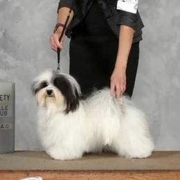 Havanese Puppies from SunWyst Havanese