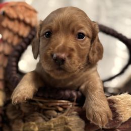 Simon - Red male Dachshund puppy in Franklin, Tennessee from Wendy's Weenies