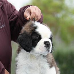 Saint Bernard Puppies from Southern Giants