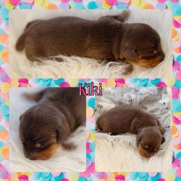 KIKI - Chocolate and tan female Dachshund puppy in Purdy, Missouri from Luxe Dynasty