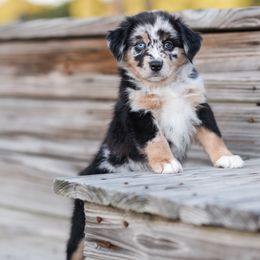 Princess Aurora - Blue merle Australian Shepherd puppy in Nashville, North Carolina from Ethan's Aussies