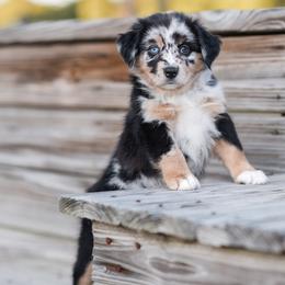 Princess Aurora - Blue merle Australian Shepherd puppy in Nashville, North Carolina from Ethan's Aussies