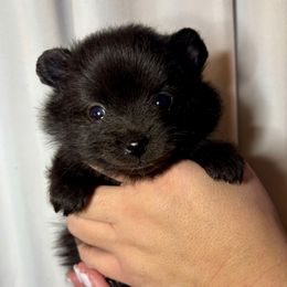 Tony - Black male Pomeranian puppy in Springfield, Missouri from Hope Mountain Pomeranians
