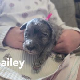 Bailey - Merle female Bernedoodle puppy in Blackfoot, Idaho from Draper Mountain Doodles