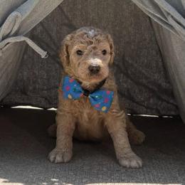 Corduroy - Apricot male Goldendoodle puppy in Camden, North Carolina from Oopsie Doodles of NC