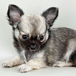 Sue - Black sabled fawn female Chihuahua puppy in Westport, New York from Chantilly chihuahuas
