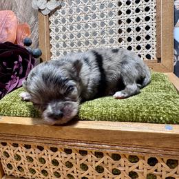 Aspen - Merle male Chihuahua puppy in North Dakota from American Dream Chihuahua’s