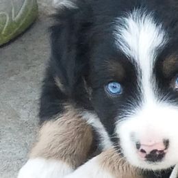 Miniature Australian Shepherds from Gemstone Ridge Mini Aussies
