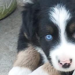 Miniature Australian Shepherds from Gemstone Ridge Mini Aussies