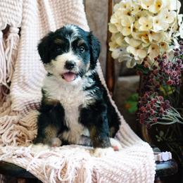 Reina - Tri-color female Bernedoodle puppy in Grove, Oklahoma from Grand Lake Poodles & Doodles