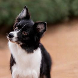 Jubilee - Border Collie
