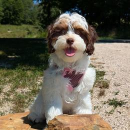 Cavapoo puppies from WW Cavapoos
