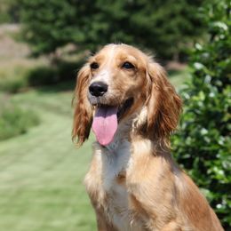 Cori - English Cocker Spaniel