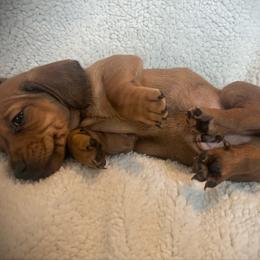Frodo Baggins - Red male Dachshund puppy in Boerne, Texas from Maravillas Dachshunds LLC