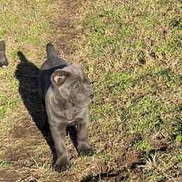 Carl - Gray male Cane Corso puppy in Fort Scott, Kansas from Black Magic Cane Corso