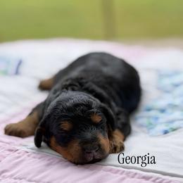 Georgia - Phantom female Poodle puppy in Waco, Texas from Poodle Paradise