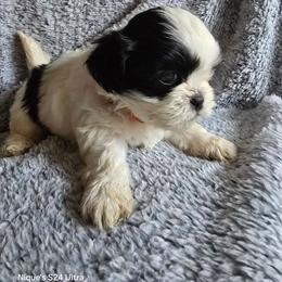 Nugget - Black and white male Shih Tzu puppy in Forney, Texas from Nique's Shih Tzus